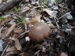 Psathyrella fatua