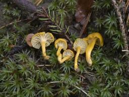 Cantharellus romagnesianus