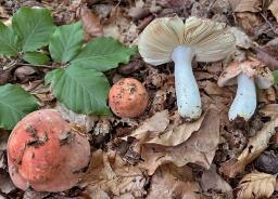 Russula aurora