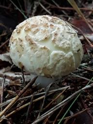 Amanita citrina