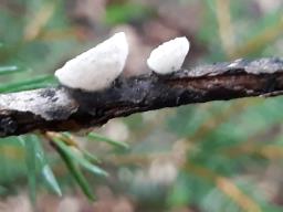 Crepidotus mollis