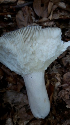 Russula aeruginea