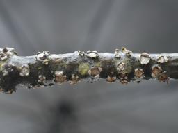 Biscogniauxia marginata