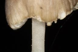 Pseudohydropus floccipes