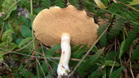 Suillus granulatus