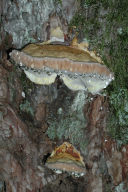 Fomitopsis pinicola