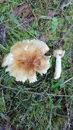 Russula foetens