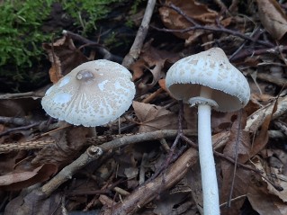 Macrolepiota mastoidea