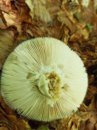 Russula cyanoxantha