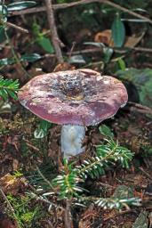 Russula cavipes