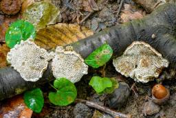 Daedaleopsis confragosa