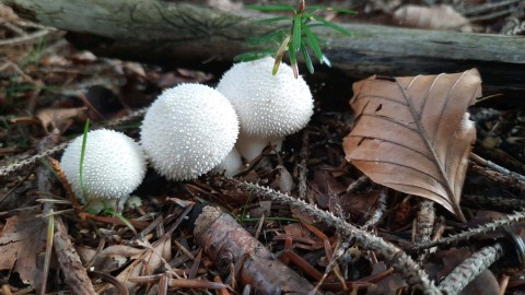 Lycoperdon perlatum