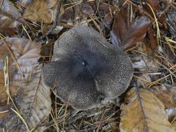 Tricholoma squarrulosum