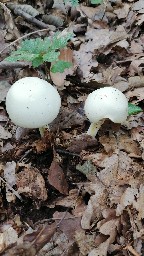 Cystoagaricus silvestris