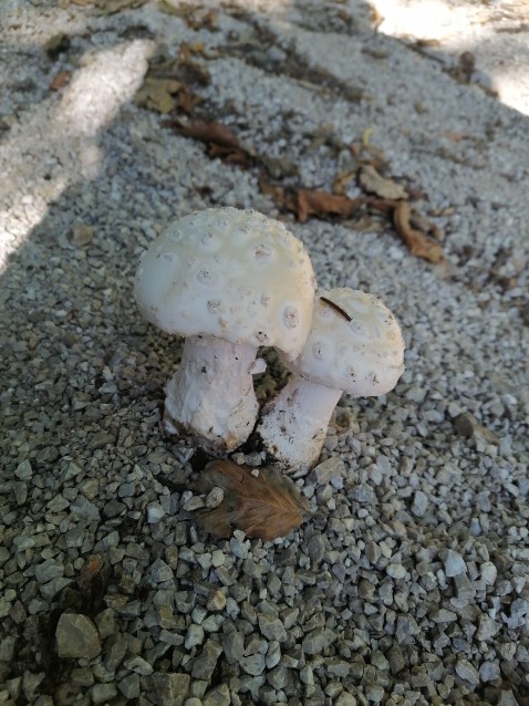 Amanita strobiliformis