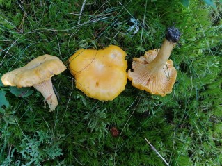 Cantharellus cibarius