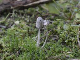 Coprinopsis cinereofloccosa
