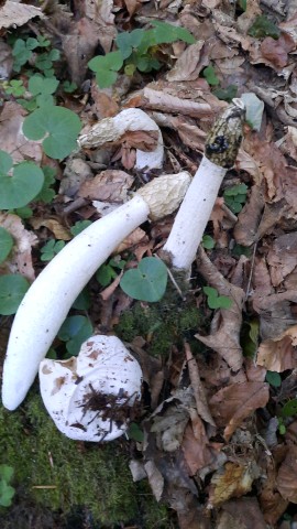 Phallus impudicus