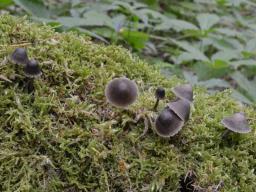 Mycena algeriensis