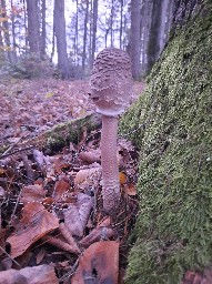 Macrolepiota procera