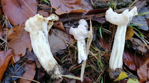 Helvella crispa