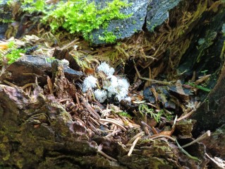 Ceratiomyxa fruticulosa