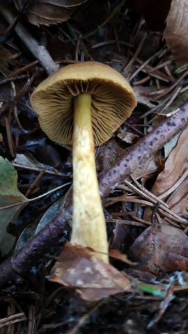 Cortinarius