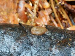 Adelphella babingtonii