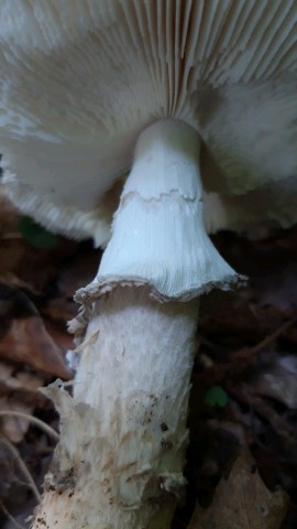 Amanita excelsa