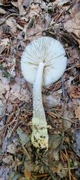 Amanita griseofulva