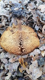 Paxillus involutus