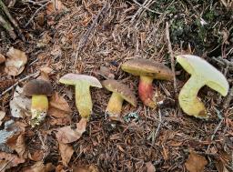 Xerocomellus pruinatus