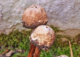 Tulostoma squamosum