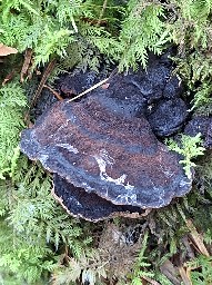 Ischnoderma benzoinum