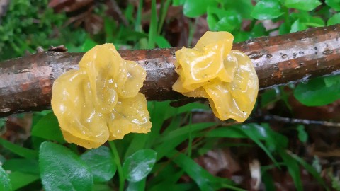 Tremella mesenterica