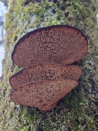 Daedaleopsis confragosa