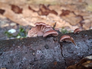 Panellus violaceofulvus