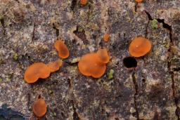 Orbilia aurantiorubra