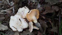 Cantharellus pallens