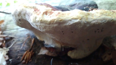 Fomitopsis pinicola