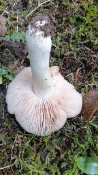 Entoloma rhodopolium