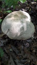 Butyriboletus fechtneri