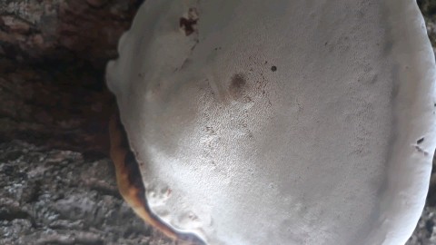 Ganoderma applanatum