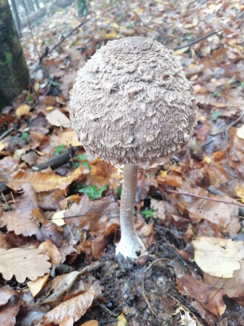 Macrolepiota excoriata