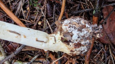 Amanita citrina