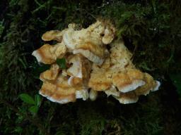 Antrodiella mentschulensis