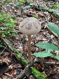 Macrolepiota mastoidea