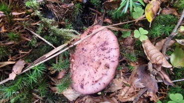 Hygrophorus capreolarius