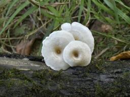 Lentinus tigrinus