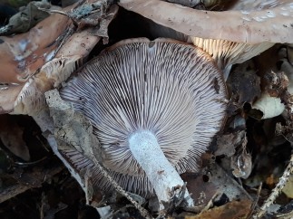 Lepista glaucocana